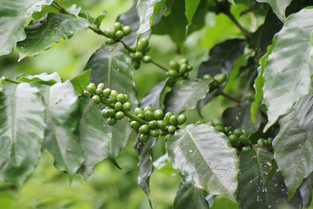 Inician entrega de 18 millones de plantas de café para la renovación del parque cafetalero